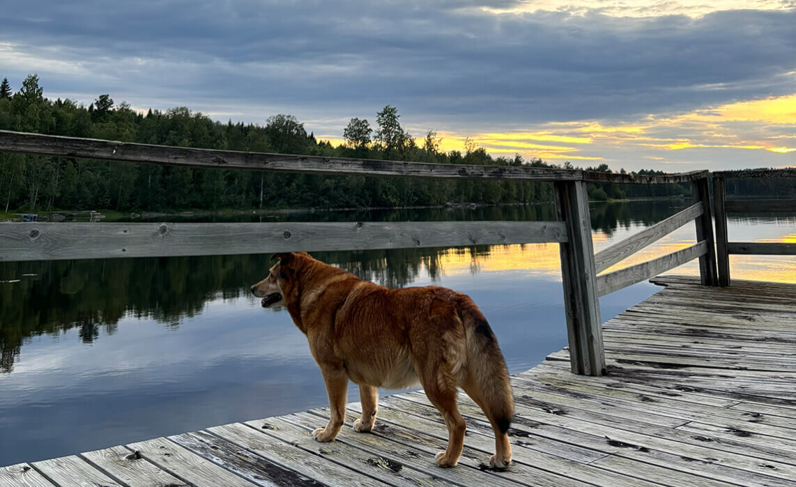 Urlaub mit Hund in Schweden