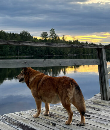 Urlaub mit Hund in Schweden