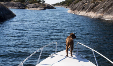 Urlaub mit Hund in Skandinavien