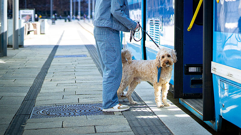 Ein kleiner blonder Hund steht vor den offenen Türen eines Busses mit seiner Besitzerin.