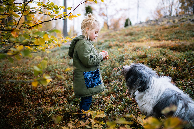 Ein kleines Mädchen steht auf einer herbstlich bunten Wiese zusammen mit einem weiß-grauen Hund mit langem Fell.