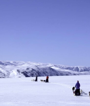 Huskyabenteuer im Nationalpark Jotunheimen