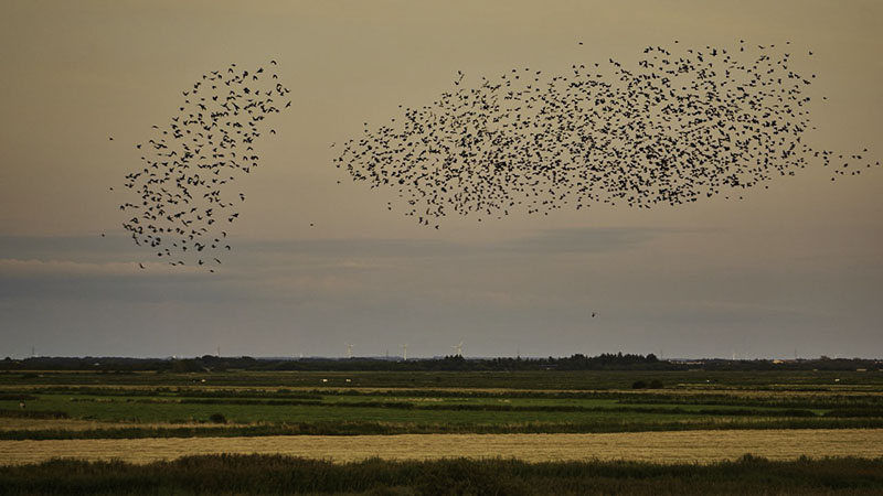 Zwei Gruppen von Staren fliegen über den Abendhimmel.