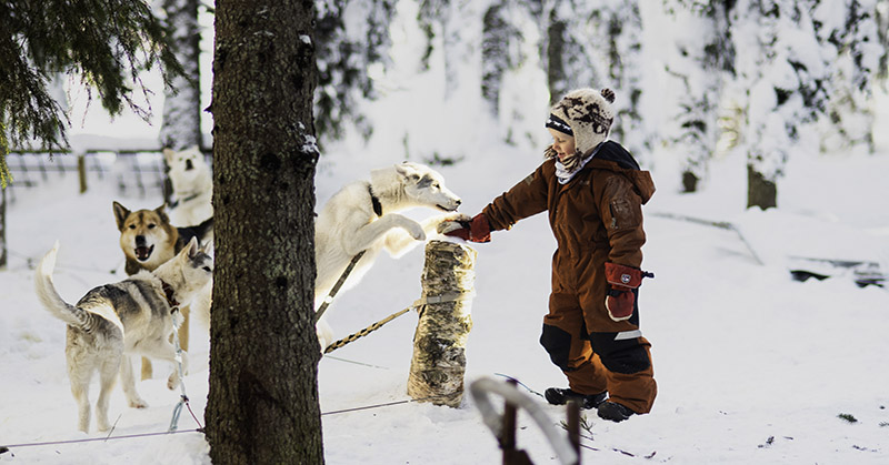 Ein Kind streckt die Hand nach einem Husky aus, der begeistert in die Luft springt.