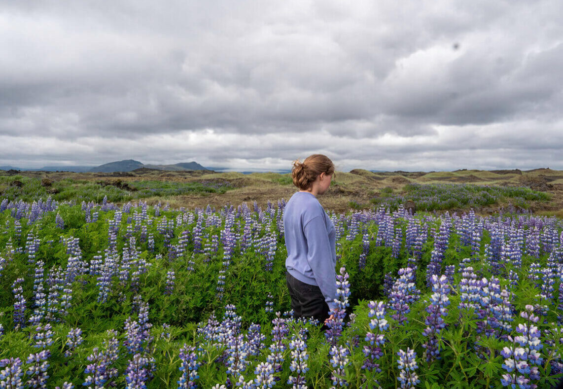 Lupinen auf Island