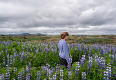 Lupinen auf Island