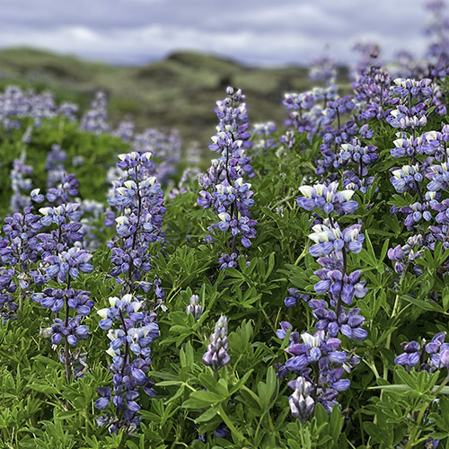 Nahaufnahme von den blau-violetten Blüten der Lupine.