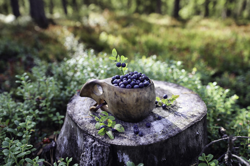 Ein Holzbecher gefüllt mit Blaubeeren steht auf einem abgeschnittenen Holzstamm im Wald.