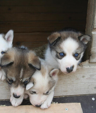Sommerurlaub auf einer Huskyfarm in Südlappland