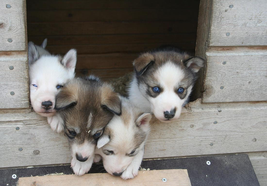 Sommerurlaub auf einer Huskyfarm in Südlappland