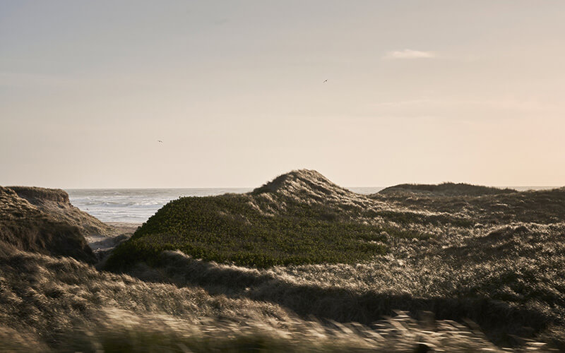 Grasbewachsene Dünen vor dem Meer in der Abenddämmerung.