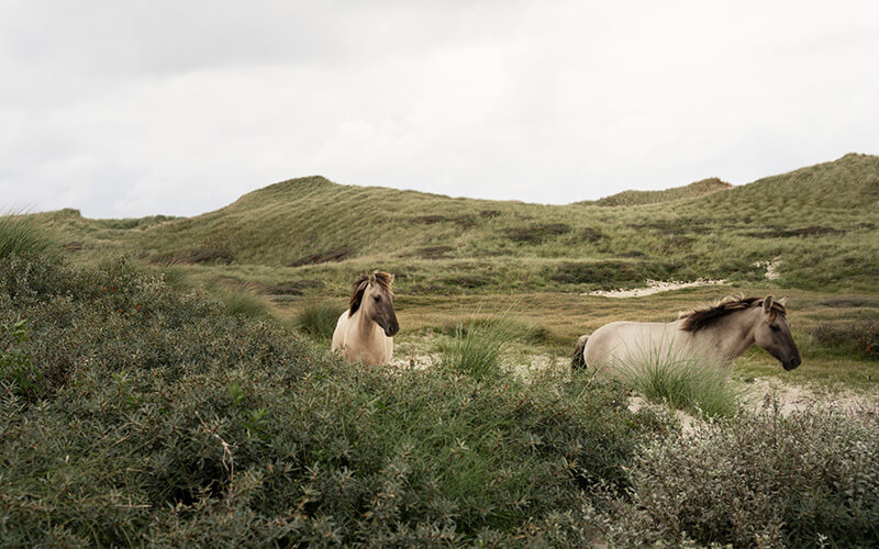 Zwei Pferde laufen durch die grasbewachsenen Dünen.