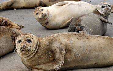 Mehrere Robben liegen auf einem Sandstrand.