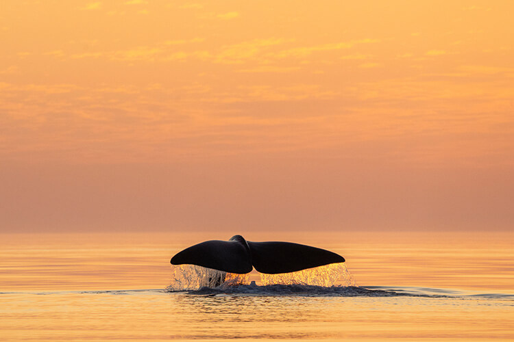 Walfluke taucht aus ruhigem Wasser bei Sonnenuntergang oder -aufgang auf.
