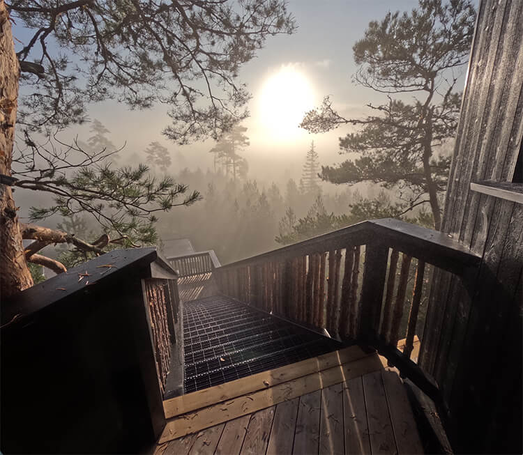 Holztreppe mit Geländer führt durch Nadelbäume in nebligen Wald mit tiefstehender Sonne im Hintergrund.