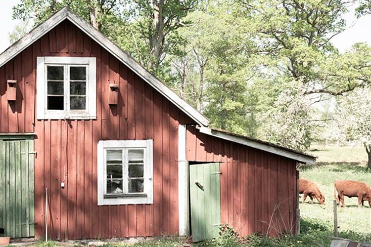 Rotes Holzhaus mit weiß gerahmten Fenstern und grünem Türchen auf einer Wiese mit Bäumen und zwei grasenden Kühen im Hintergrund