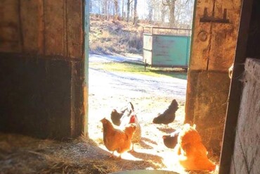 Blick aus einem dunklen Stall auf einen sonnigen Hof mit mehreren Hühnern am Eingang