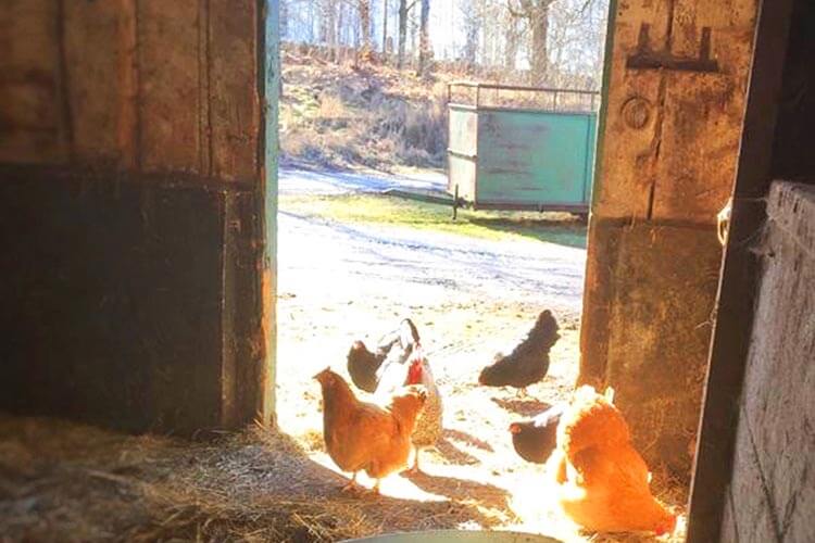 Blick aus einem dunklen Stall auf einen sonnigen Hof mit mehreren Hühnern am Eingang