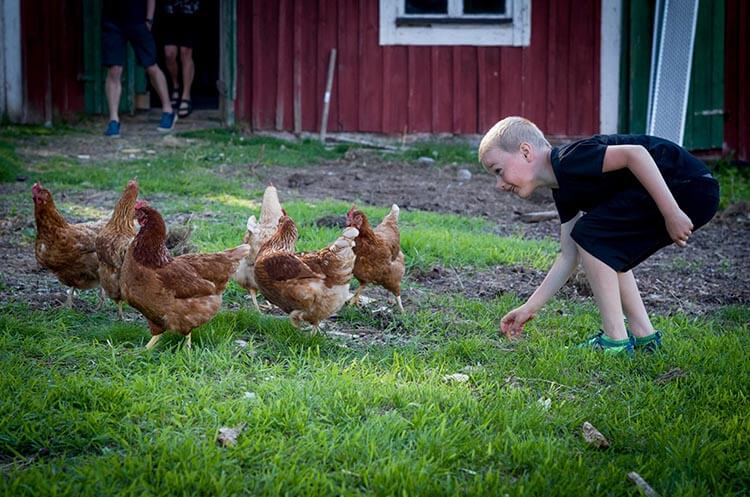Kind in schwarzem T-Shirt und Shorts füttert Hühner auf einer Wiese vor einem roten Holzgebäude