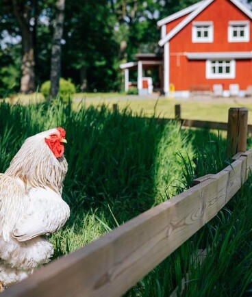 Bauernhofurlaub mit Kindern