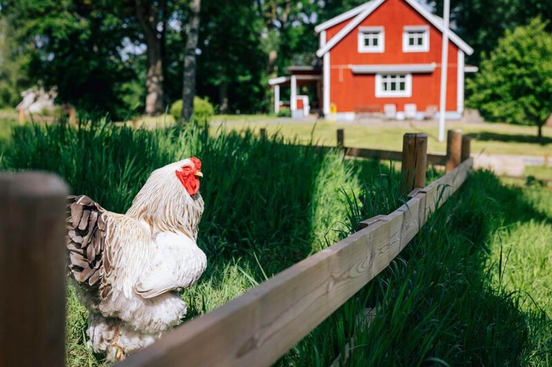 Huhn sitzt auf einem Holzzaun vor einem roten schwedischen Bauernhaus in ländlicher Umgebung