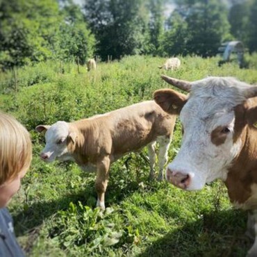 Mehrere Kühe auf einer grünen Weide mit Bäumen im Hintergrund