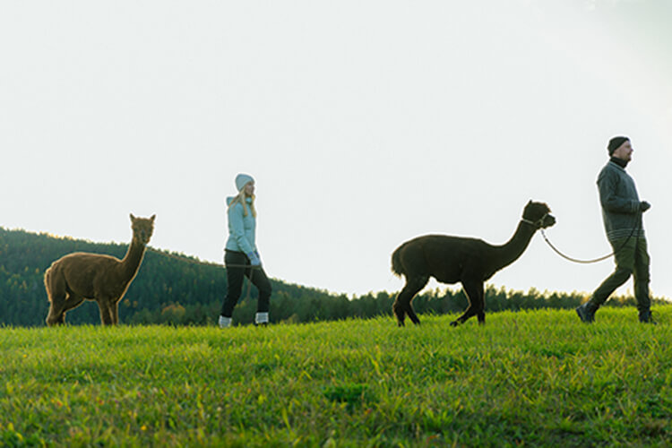 Ein Mann und eine Frau spazieren mit je einem Alpaka an der Leine über eine Wiese.