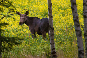 Elch steht auf einer Wiese mit gelben Blüten zwischen Bäumen