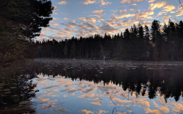 Spiegelglatter See mit Seerosenblättern vor einem dunklen Nadelwald unter einem wolkigen Abendhimmel.