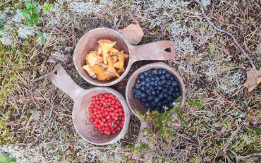 Drei hölzerne Becher mit Pfifferlingen, roten Beeren und blauen Beeren auf moosbedecktem Waldboden.