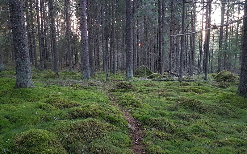 Wald mit moosbedecktem Boden und schlanken Nadelbäumen.