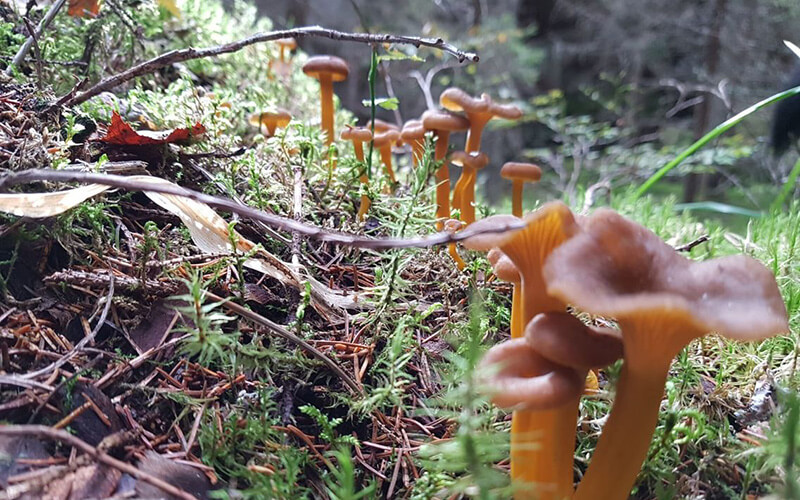 Nahaufnahme von orangefarbenen Pilzen und Moos auf Waldboden mit Zweigen und Nadeln.