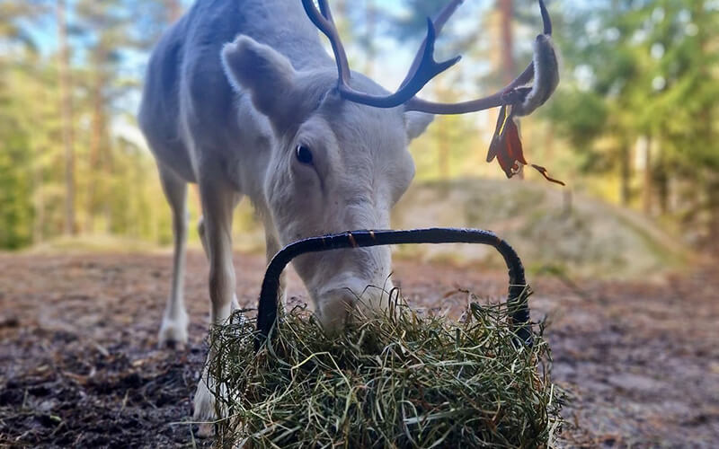 Weißes Rentier mit Geweih frisst Heu aus einem Futterkorb im Wald.