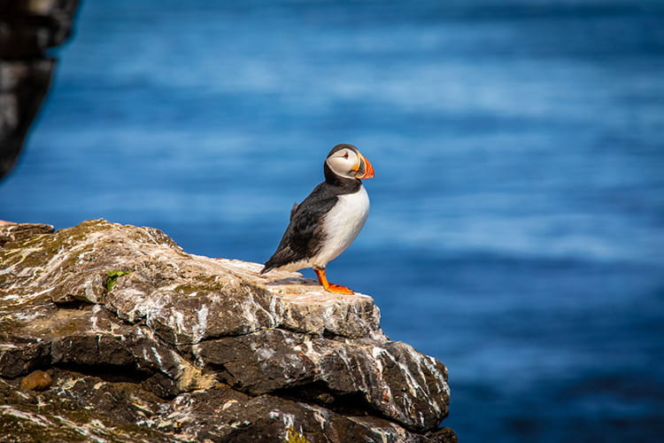 Papageitaucher steht auf einem Felsen vor blauem Wasser