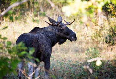 Elch mit Geweih steht auf einer Waldlichtung vor unscharfem Hintergrund aus Bäumen und Gras.