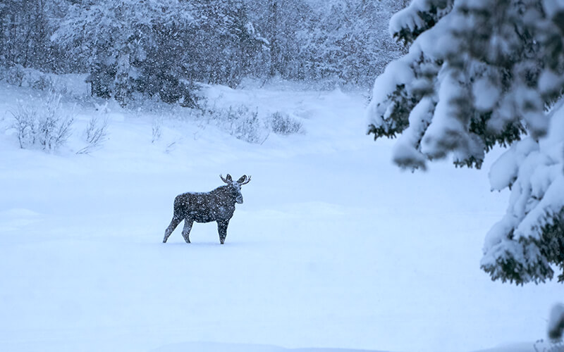 Ein Elch steht im tiefen Schnee vor verschneiten Bäumen bei Schneefall