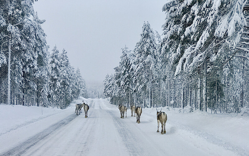 Sieben Rentiere von hinten auf einer langen Straße im verschneiten Wald.