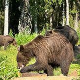 Drei Bären in einem Wald, der große Bär im Vordergrund frisst.