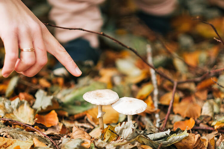 Eine Hand zeigt mit dem Finger auf zwei Pilze, die aus dem Waldboden wachsen.