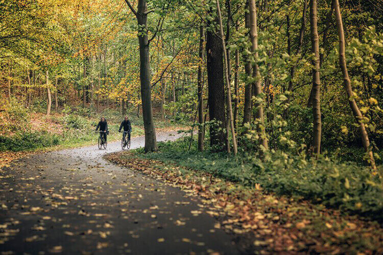 Zwei Menschen fahren auf dem Fahrrad durch den Wald.
