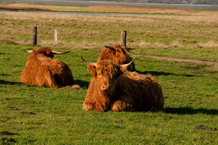 Drei liegende Highlandrinder auf einer grünen Wiese mit Holzzaunpfählen im Hintergrund.