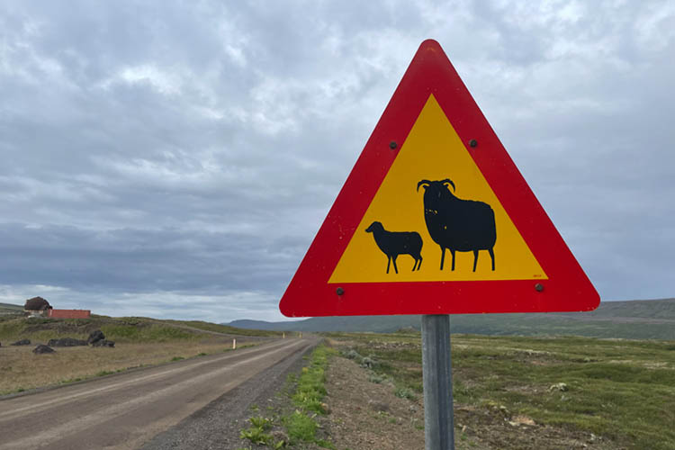 Dreieckiges Warnschild mit rotem Rand und schwarzer Schaf-Silhouette an einer Landstraße in einer kargen Landschaft