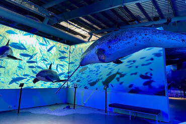 Großes Modell eines Narwals mit langem Stoßzahn in einem Museum mit blauer Unterwasserprojektion und weiteren Meeresmodellen