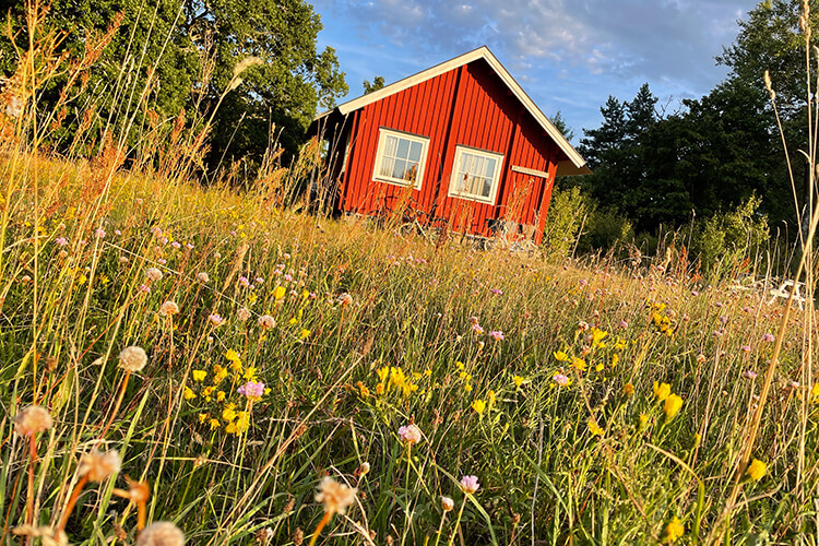 Rotes Ferienhaus auf Öland umgeben von hohem Gras und Wildblumen vor bewaldetem Hintergrund unter blauem Himmel
