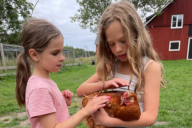 Zwei Mädchen auf einem Bauernhof in Schweden halten und streicheln ein braunes Huhn im Freien