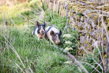 Zwei schwarz-weiße Ferkel laufen auf einem grasbewachsenen Pfad neben einer niedrigen Steinmauer auf einem Familienbauernhof in Schweden