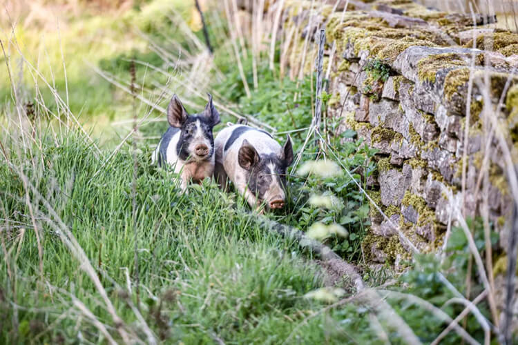 Zwei schwarz-weiße Ferkel laufen auf einem grasbewachsenen Pfad neben einer niedrigen Steinmauer auf einem Familienbauernhof in Schweden