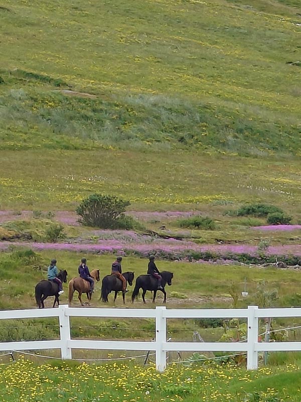 Vier Personen reiten auf Pferden in einer grünen Landschaft mit blühenden Wiesen hinter einem weißen Zaun